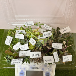 〜多肉植物カット苗詰め合わせ〜100gパック　(フードパック発送) 2枚目の画像