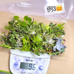 〜多肉植物カット苗詰め合わせ〜100gパック　(フードパック発送) 5枚目の画像