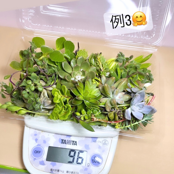 〜多肉植物カット苗詰め合わせ〜100gパック　(フードパック発送) 5枚目の画像