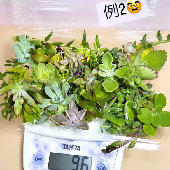 〜多肉植物カット苗詰め合わせ〜100gパック　(フードパック発送) 4枚目の画像