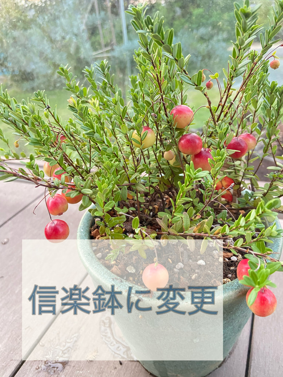 【季節のブリキ鉢植え】９月はクランベリー 5枚目の画像