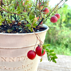 【季節のブリキ鉢植え】９月はクランベリー 1枚目の画像