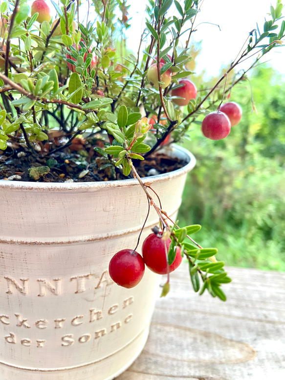【季節のブリキ鉢植え】９月はクランベリー 1枚目の画像