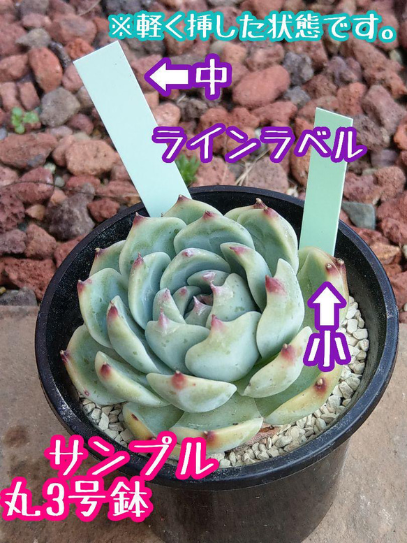 ラインラベル 小 紫 500枚 園芸カラーラベル 多肉植物 エケベリア 6枚目の画像