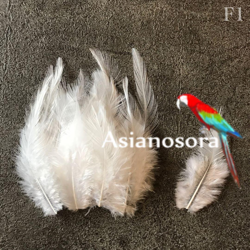 ❤️【G38白】❤️5枚 ガチョウ 羽根 フェザー 鳥 羽