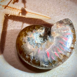 レインボー✨　オパール　アンモナイト　アンモライト　化石 3枚目の画像