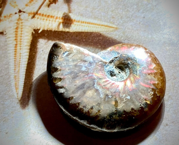 レインボー✨　オパール　アンモナイト　アンモライト　化石 2枚目の画像