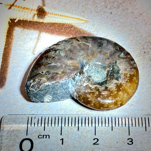 レインボー✨ オパール アンモナイト アンモライト 化石 その他置物