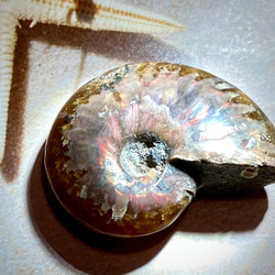 レインボー✨　オパール　アンモナイト　アンモライト　化石 1枚目の画像
