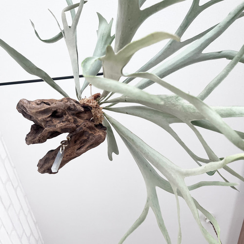 ビカクシダ3種セット ビカクシダ 3種セット(B) ビカクシダ苗、ドワーフ