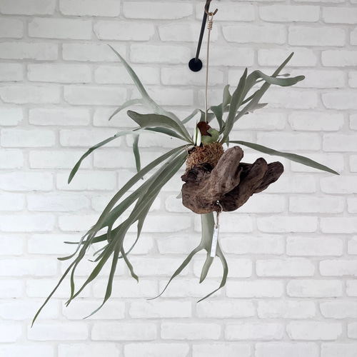 コウモリラン　ヴィーチー　流木ハンギング　現品 コウモリラン ヴィーチー 流木ハンギング 現品 ビカクシダ