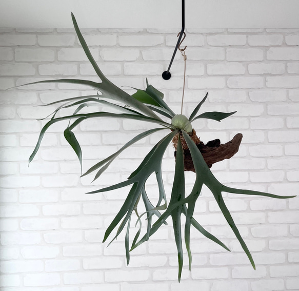 コウモリラン　ヴィーチー　流木ハンギング　現品 ビカクシダ コウモリラン 流木付け 観葉植物 ハンギンググリーン
