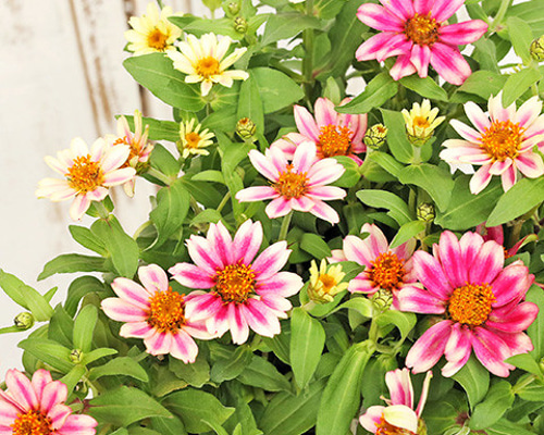 35a29d7cda36af0a5d3fe012330093