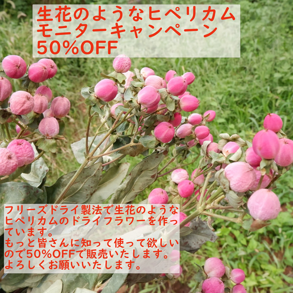 【モニターキャンペーン50％off】生花のようなドライヒペリカム5本束（さくらロマンス）フリーズドライフラワー 1枚目の画像