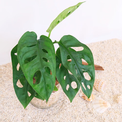 【秋の値下げセール開催中】　マドカズラ　観葉植物　ハイドロカルチャー 2枚目の画像