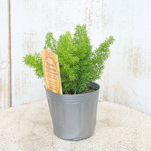 ももんが様　アスパラ　普通苗×3 草花苗 アスパラガス メイリー デンシフロルス 3号 庭 寄せ植え