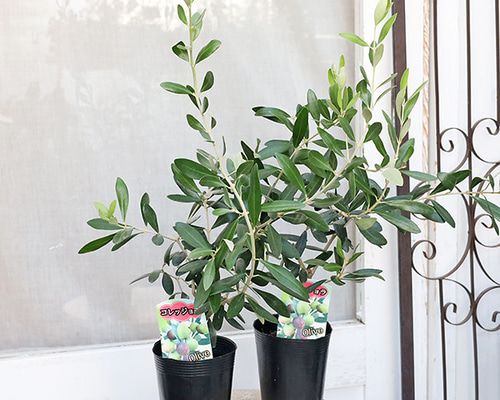 常緑苗木 オリーブ コレッジョラ 3.5号 庭木 植木 ナチュラル