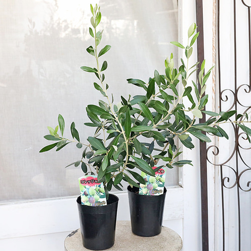 常緑苗木 オリーブ コレッジョラ 3.5号 庭木 植木 ナチュラル ガーデン