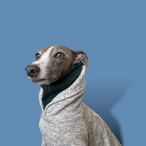 イタグレ、ウィペットアウターオーダー受付 特注：大型犬の服制作例