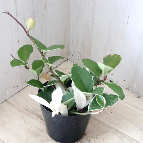 ホヤ♡カルノーサ♡リップカラー♡サクララン♡観葉植物