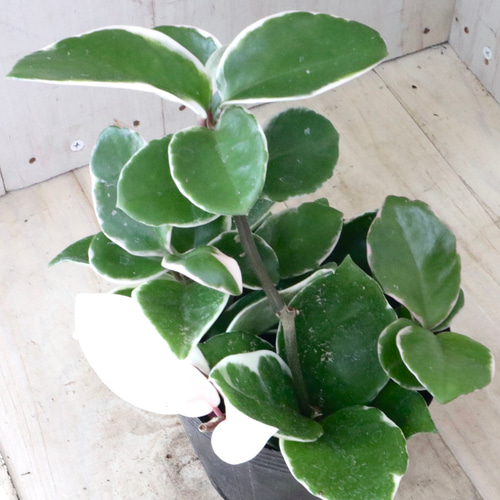 ホヤ　カルノーサ　AH074　シルバー　　サクララン ホヤ♡カルノーサ♡リップカラー♡サクララン♡観葉植物