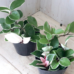 チャーム（ペット） （観葉植物）ホヤ カルノーサ（サクララン