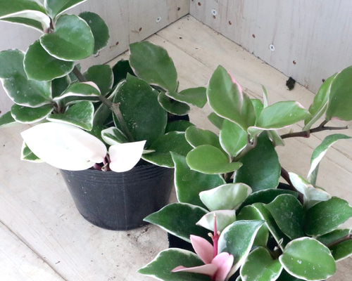 ホヤ　カルノーサ　AH074　シルバー　　サクララン ホヤ♡カルノーサ♡リップカラー♡サクララン♡観葉植物