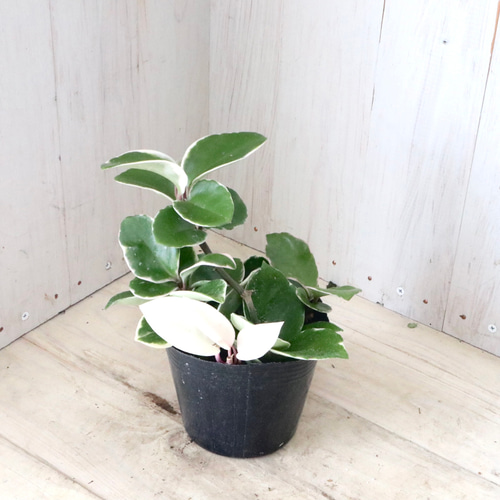 ホヤ♡カルノーサ♡リップカラー♡サクララン♡観葉植物