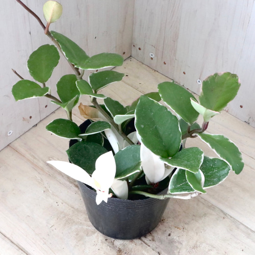 ホヤ♡カルノーサ♡リップカラー♡サクララン♡観葉植物