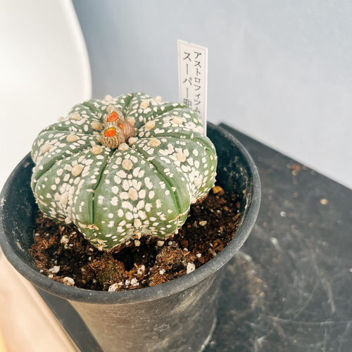 現品］♡かわいい♡ アストロフィツム スーパー兜 観葉植物