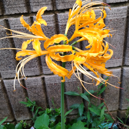 リコリス【オーレア特大2球】真っ黄色に群れ咲く群生の美しさ 一輪挿し