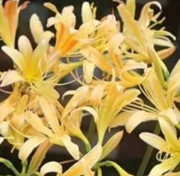 リコリス【オーレア特大2球】真っ黄色に群れ咲く群生の美しさ 一輪挿し