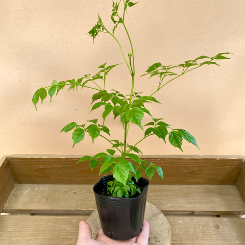 観葉植物 ステレオスペルマム 2ポットset アートフラワー plant life 