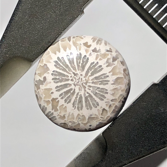 フォッシルコーラル[216] 15mm 8Cts　天然石 ／ ルース ／カボション 7枚目の画像