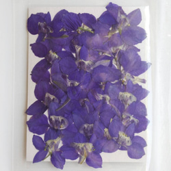 デルヒニュウム　ブルー　素材　押し花　ハーフサイズ 2枚目の画像