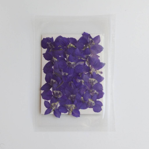 デルヒニュウム　ブルー　素材　押し花　ハーフサイズ 1枚目の画像