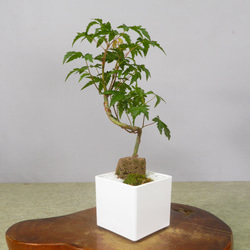 ☆ENGEI ichioki☆紅葉・もみじ・小品盆栽02☆形良好な一品です