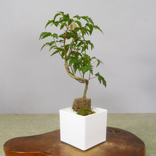 ☆ENGEI ichioki☆紅葉・もみじ・小品盆栽02☆形良好な一品です