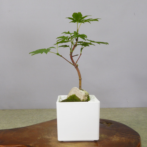 ☆ENGEI ichioki☆紅葉・もみじ・小品盆栽07☆形良好な一品です