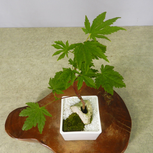 ☆ENGEI ichioki☆紅葉・もみじ・小品盆栽07☆形良好な一品です