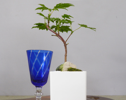 ☆ENGEI ichioki☆紅葉・もみじ・小品盆栽07☆形良好な一品です