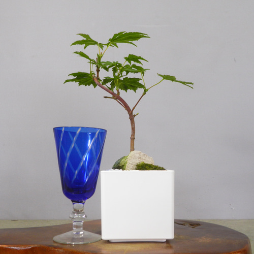 ☆ENGEI ichioki☆紅葉・もみじ・小品盆栽07☆形良好な一品です