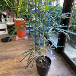 アラレア　250923 94560f9b97c73bbfb09a96cfddc8ee