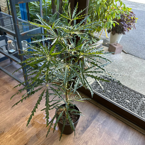 観葉植物】アラレア 6号 901 送料無料 その他インテリア雑貨 花 千の草