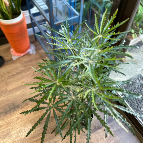 アラレア　250923 94560f9b97c73bbfb09a96cfddc8ee