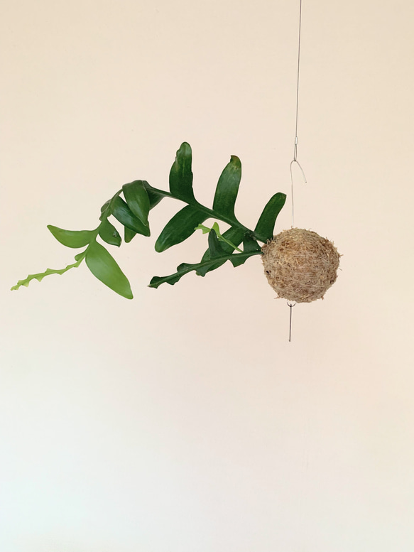 人と違ったインテリア！空飛ぶ植物 ☆彡 苔玉ハンギンググリーン 森林 