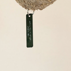 まるで魚の骨！空飛ぶ植物 ☆彡 苔玉ハンギンググリーン 森林性サボテン フィッシュボーンカクタス 5枚目の画像