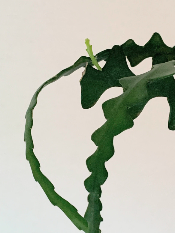 まるで魚の骨！空飛ぶ植物 ☆彡 苔玉ハンギンググリーン 森林性サボテン フィッシュボーンカクタス 3枚目の画像