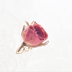 玫瑰乾燥花　樹脂加工耳骨夾　單隻發售　空郵台灣5-7天 第4張的照片