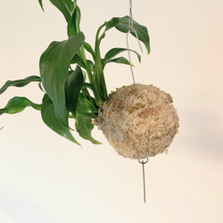 【OPEN記念SALE!】空飛ぶ植物 ☆彡 苔玉ハンギンググリーン スパティフィラム・キュピード　観葉植物　インテリア 1枚目の画像